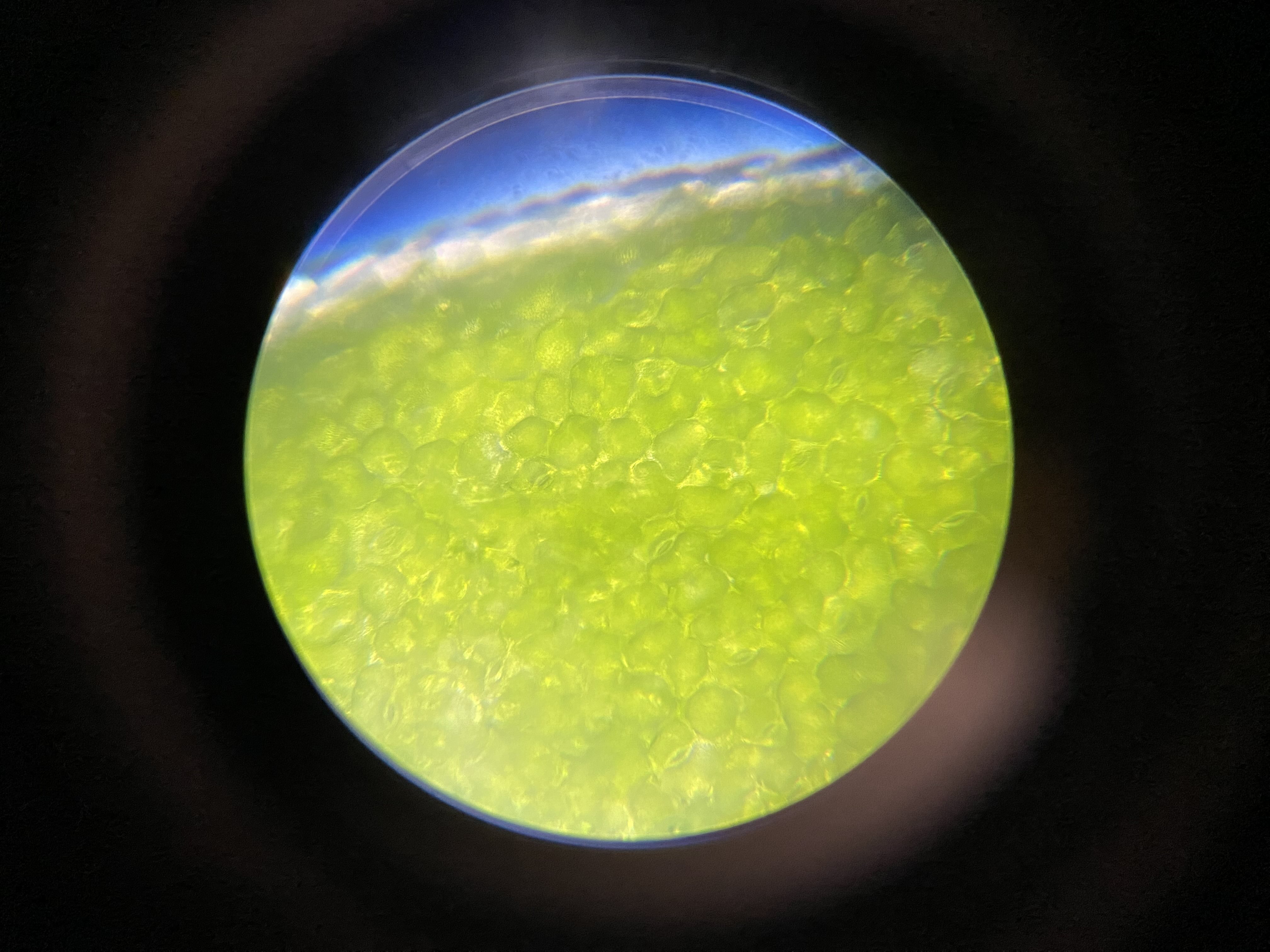 Leaf at 400x magnification